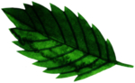 手绘植物叶片