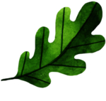 手绘植物叶片