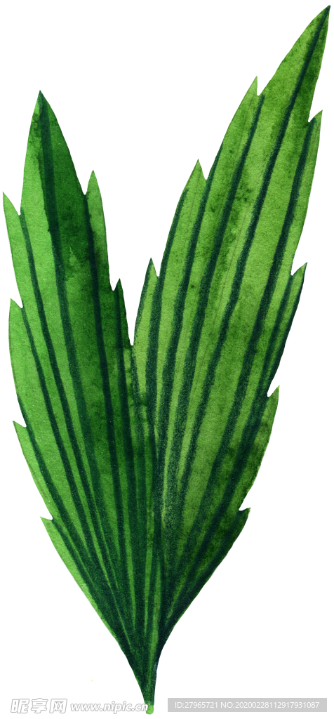 手绘植物叶片