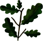 手绘植物叶片
