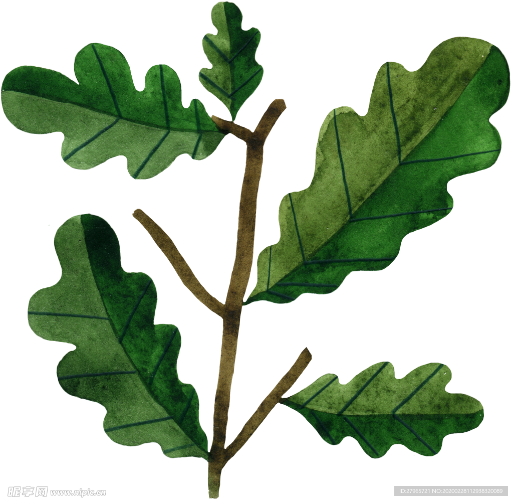手绘植物叶片