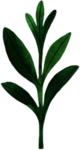手绘植物叶片