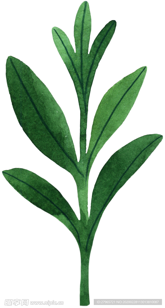 手绘植物叶片