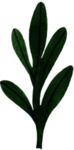手绘植物叶片