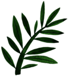 手绘植物叶片