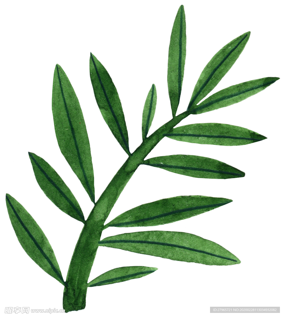 手绘植物叶片