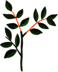 手绘植物叶片