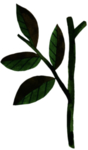 手绘植物叶片