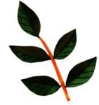 手绘植物叶片