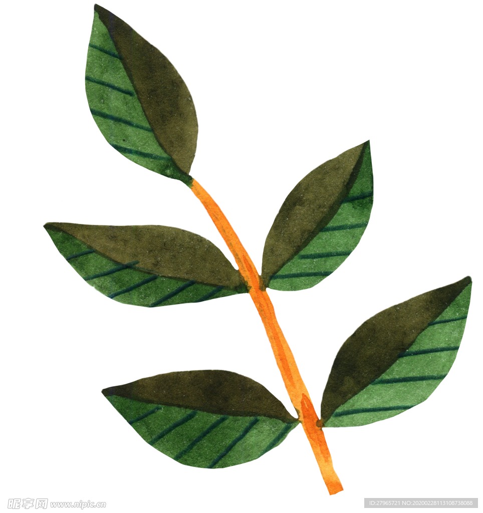 手绘植物叶片