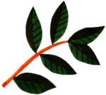 手绘植物叶片