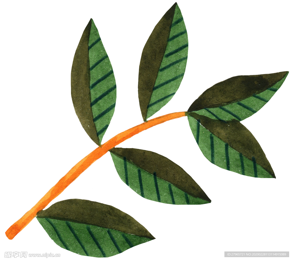 手绘植物叶片