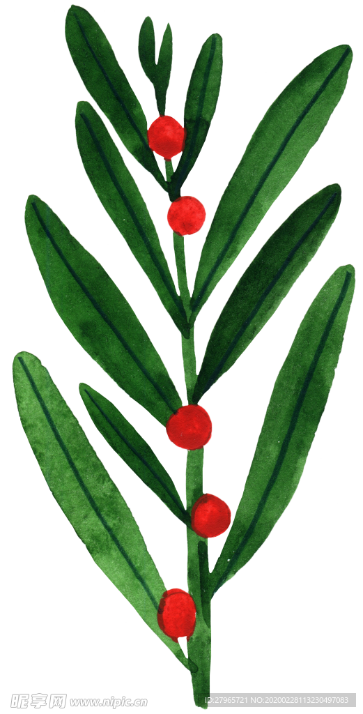 手绘植物叶片