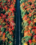 森林背景