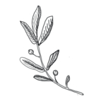 树叶素材