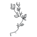 花叶素材