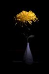 艺术菊花