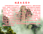 福鼎白茶
