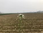 荠菜花
