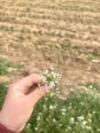 荠菜花