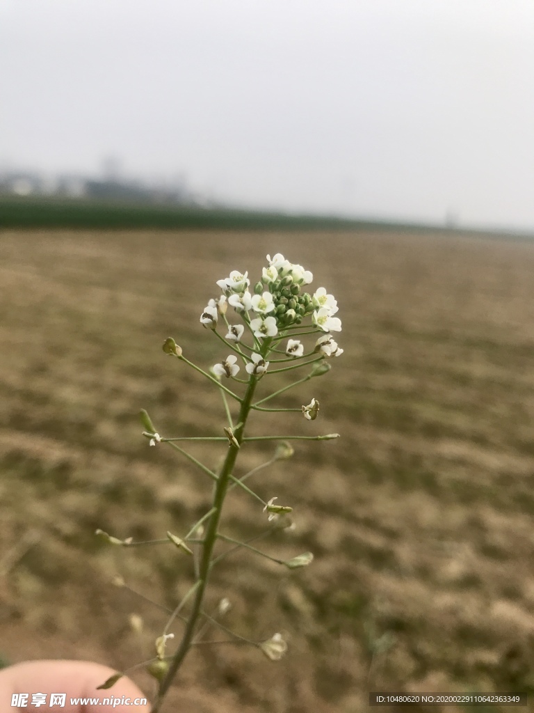 荠菜花