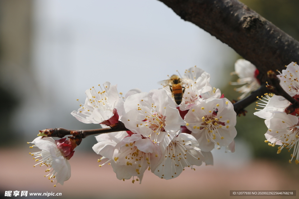 蜜蜂采花粉