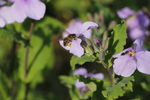 春天蜜蜂采花粉