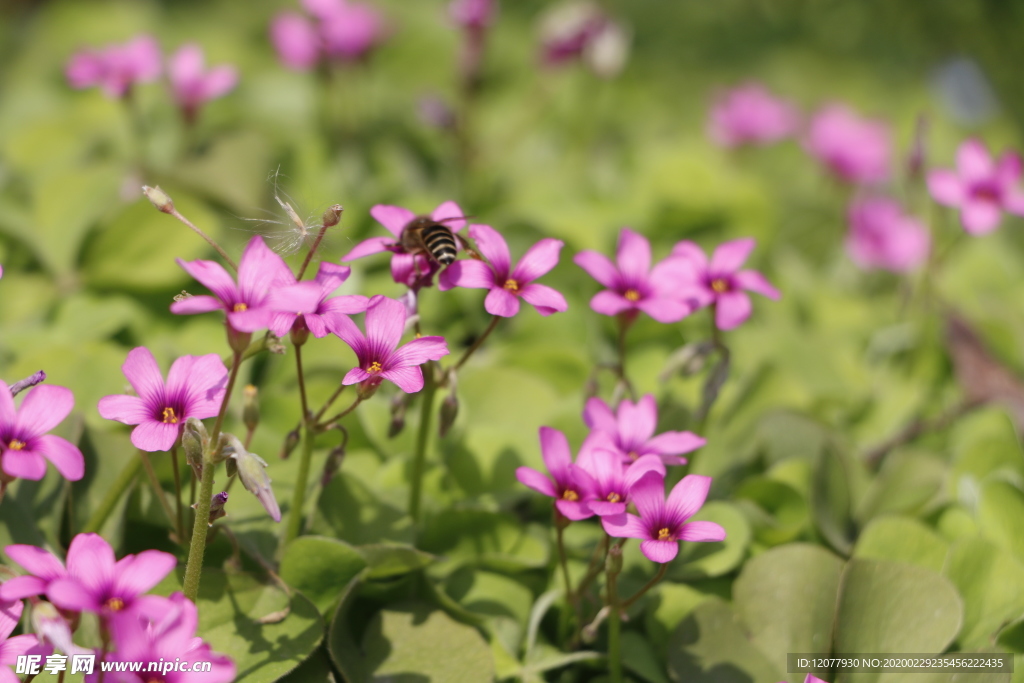 蜜蜂采花粉