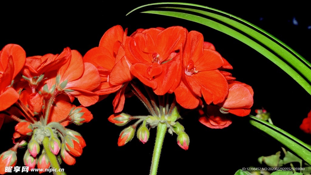 天竺葵鲜花摄影