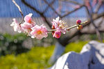 梅花