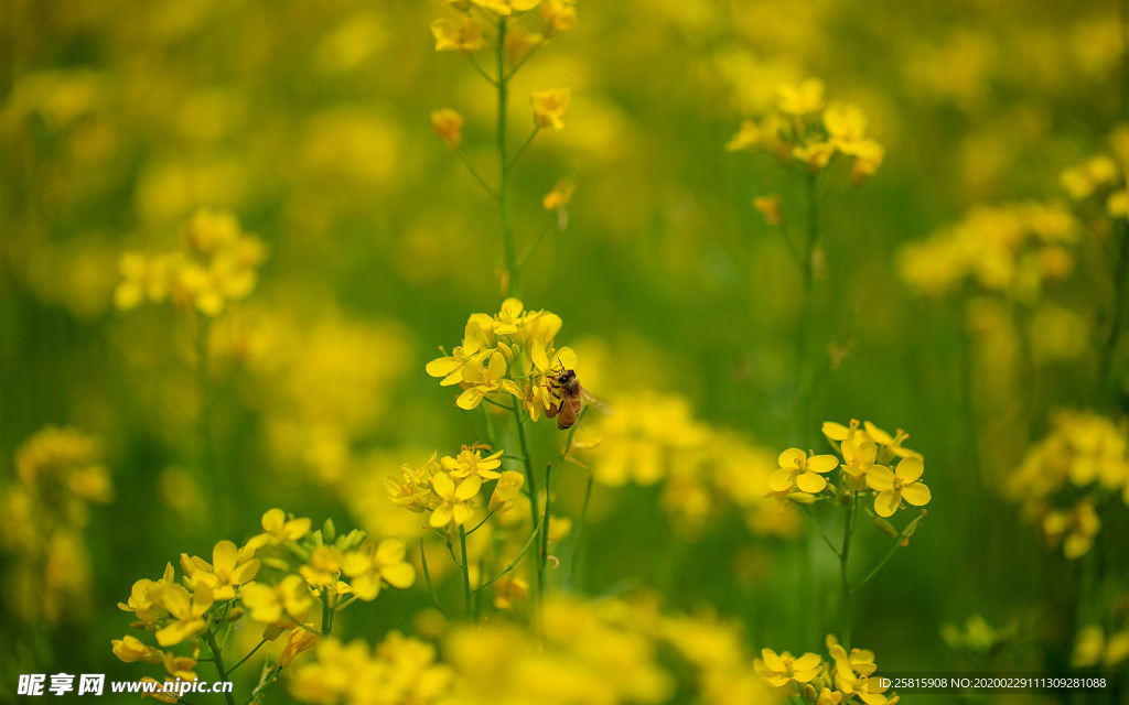 蓝天油菜花图片