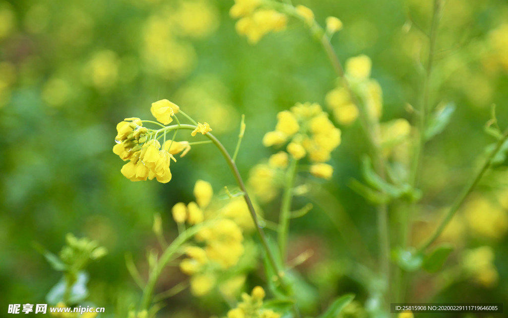 蓝天油菜花图片