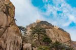 黄山松