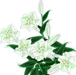 百合花