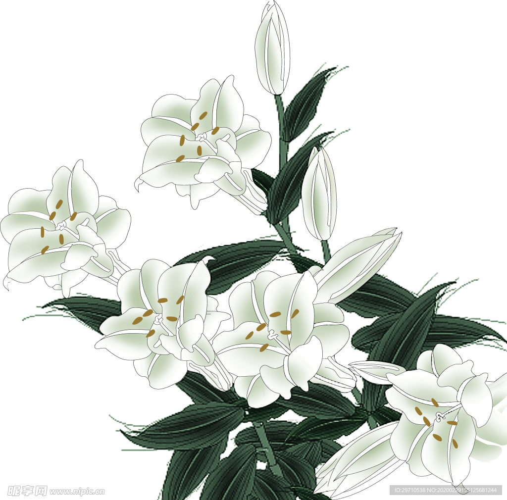 百合花