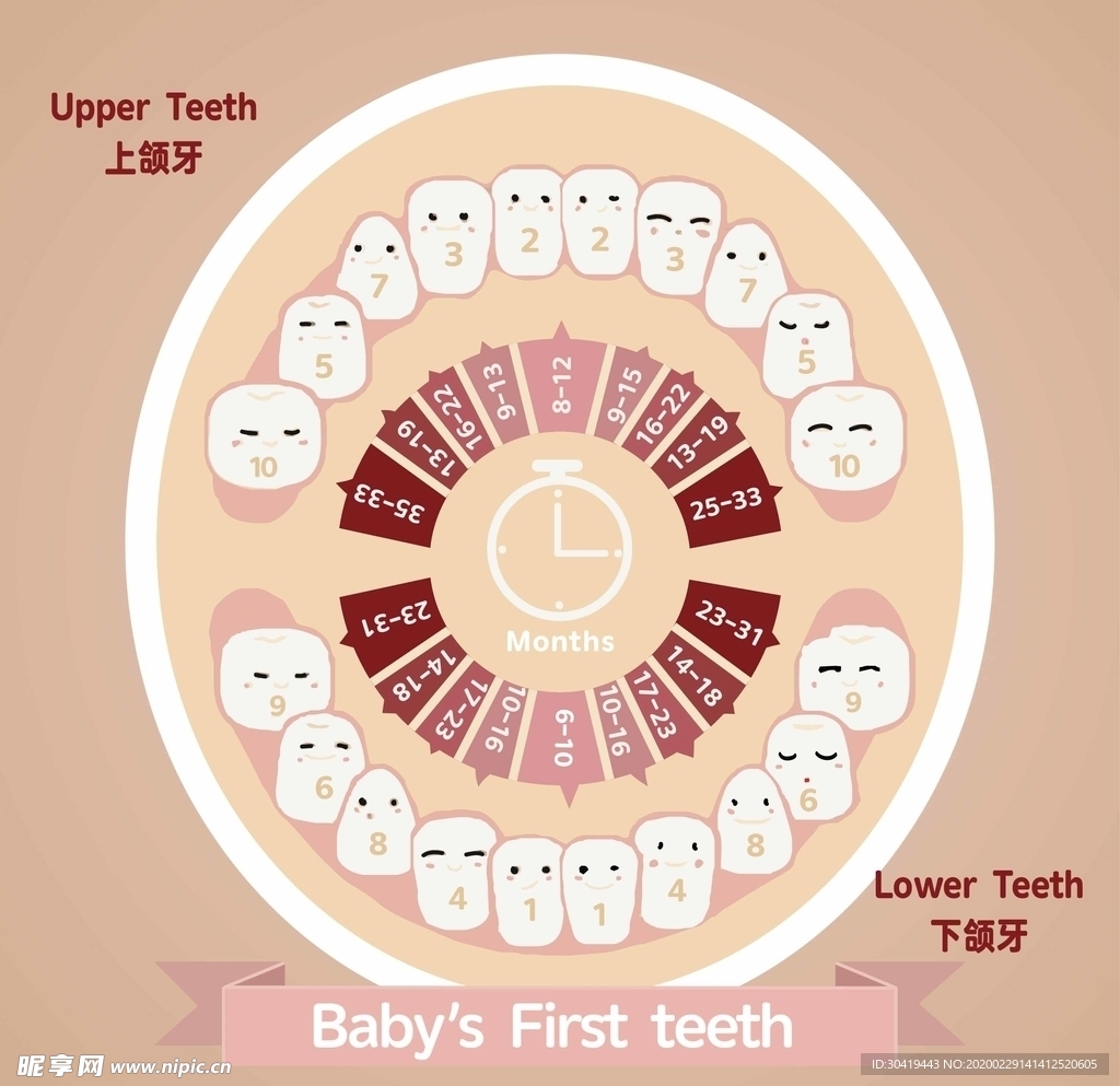 儿童乳牙退换周期表