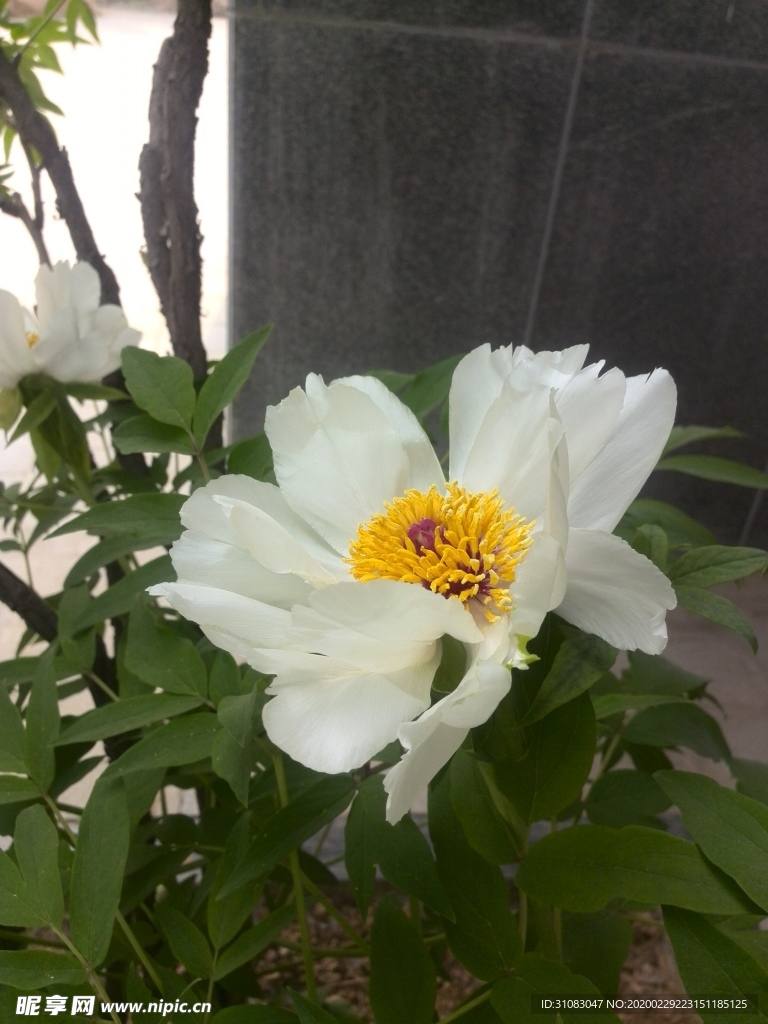 牡丹