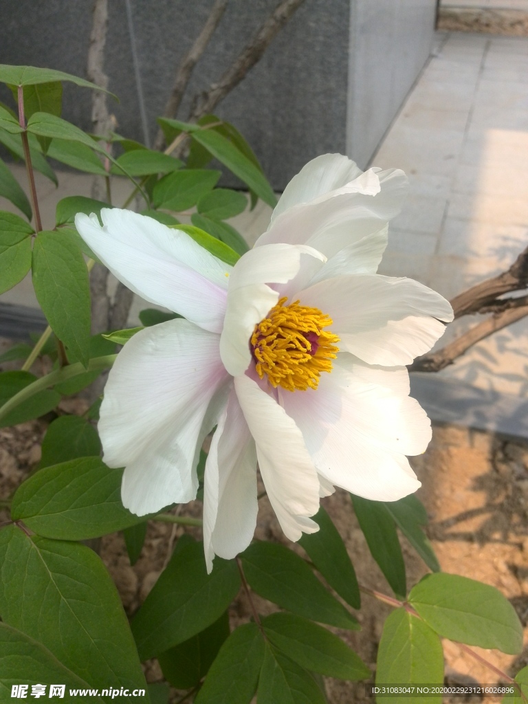 牡丹花