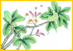 花鸟画