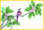 花鸟画