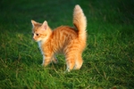 可爱的猫咪