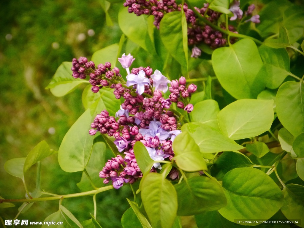 美丽的丁香花