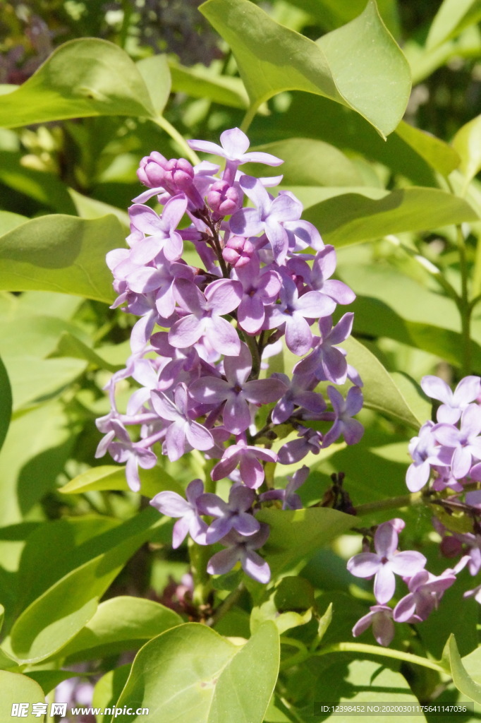 美丽的丁香花