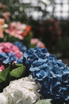 绣球花摄影美图
