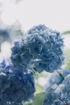 绣球花摄影美图