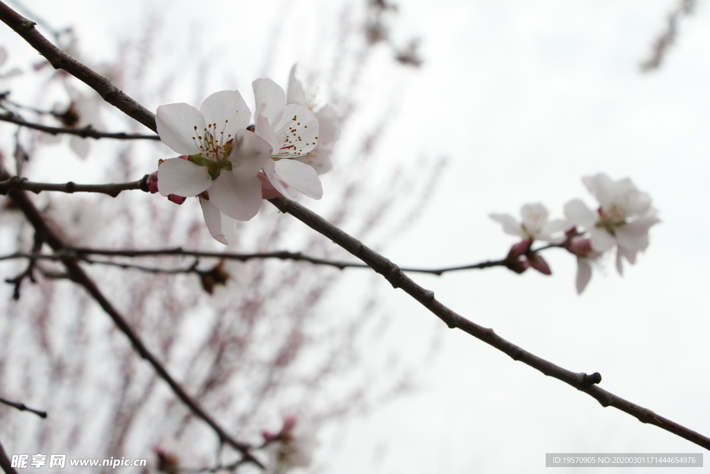 桃花