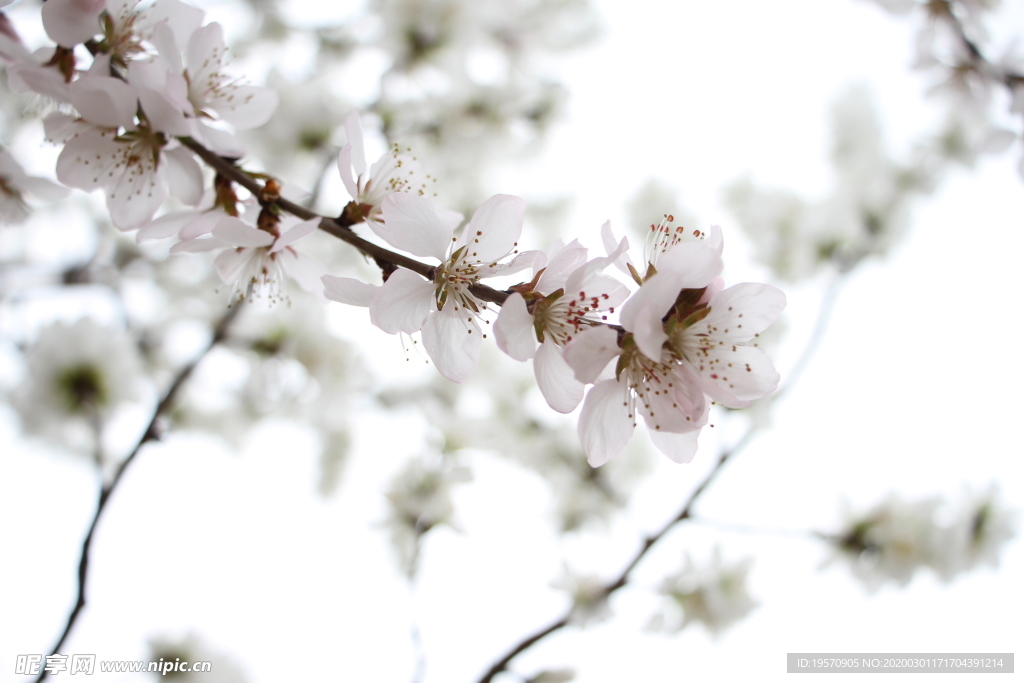 桃花