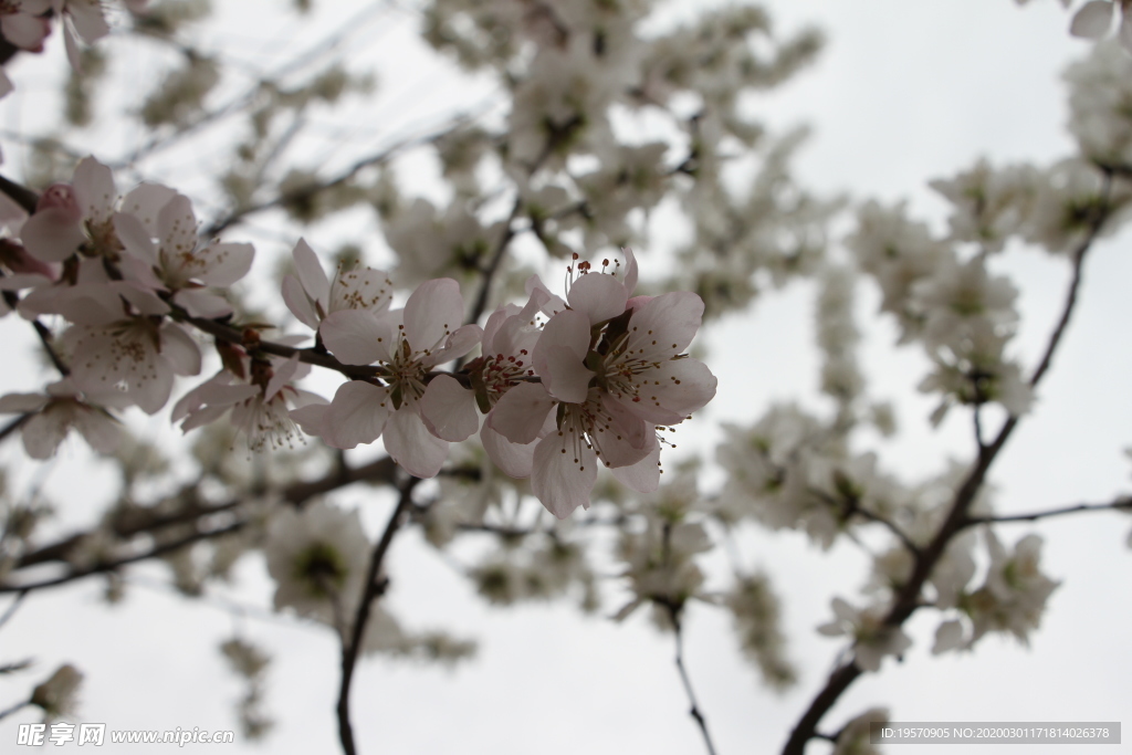 桃花