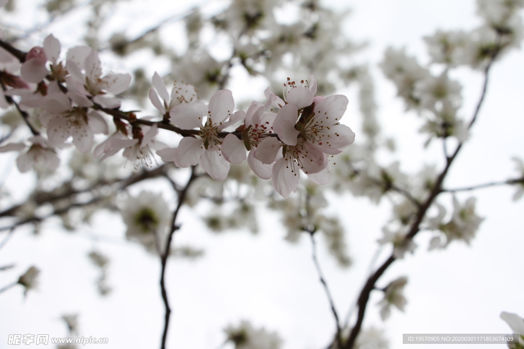 桃花
