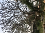 光树